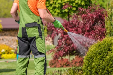 spraying mulch bed for weeds