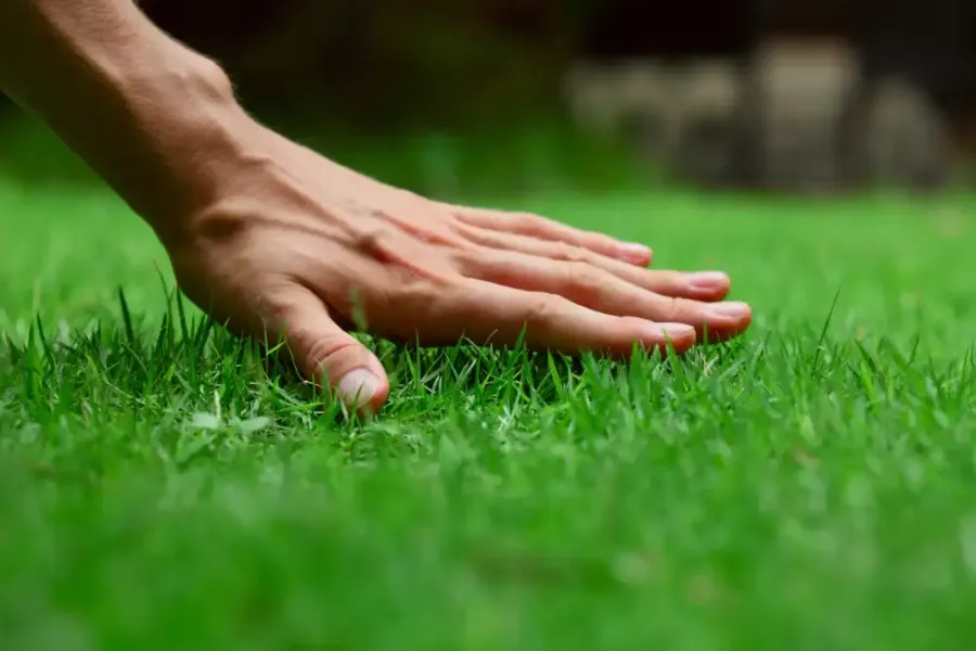 hand-on-grass