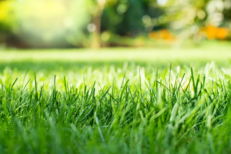 grass-blades