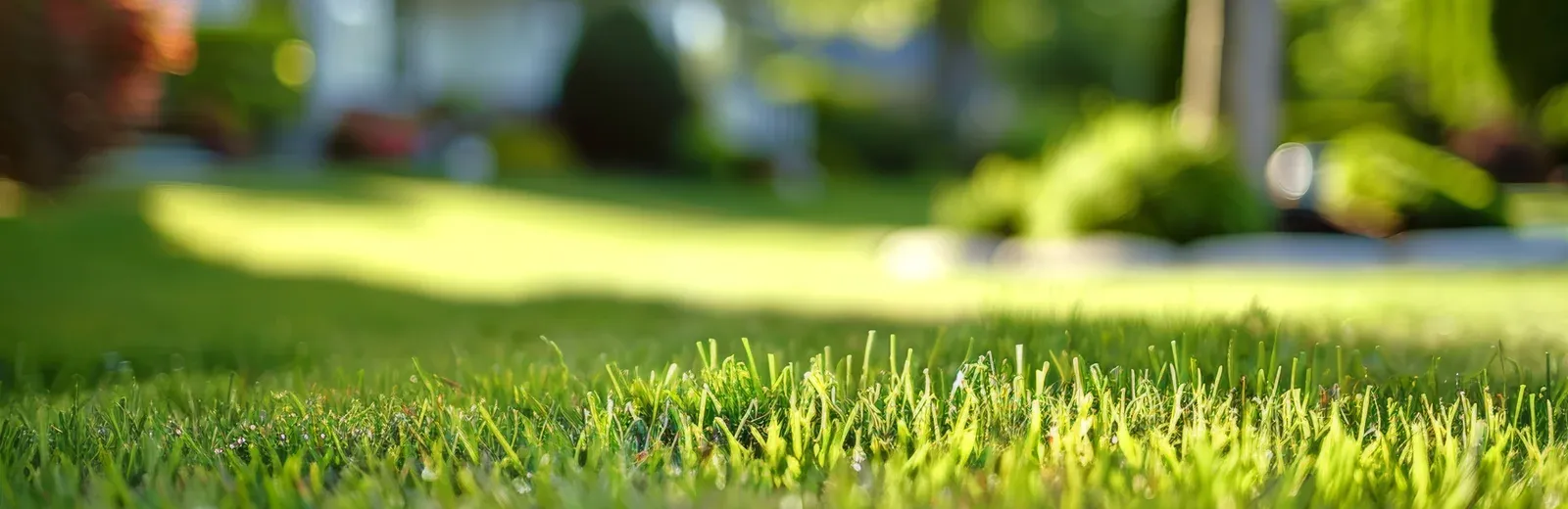 grass bg