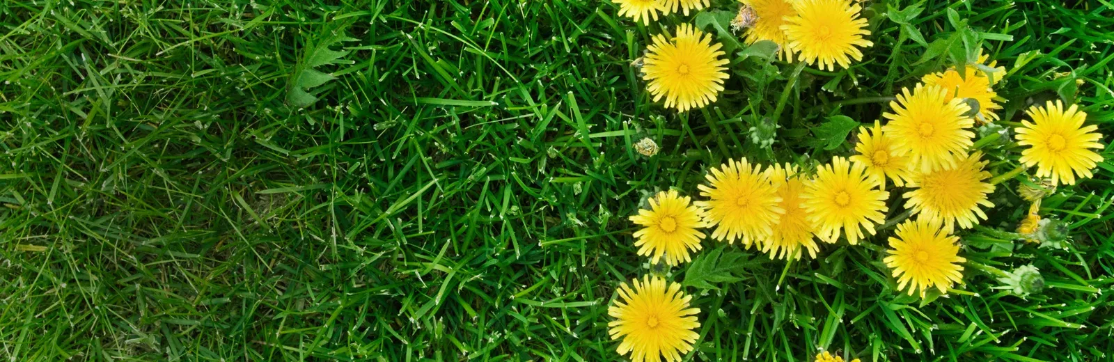 weeds in a green lawn