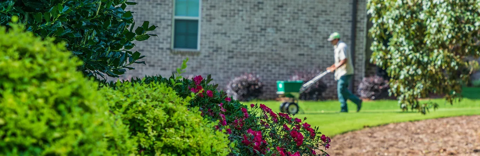fertilizing lawn