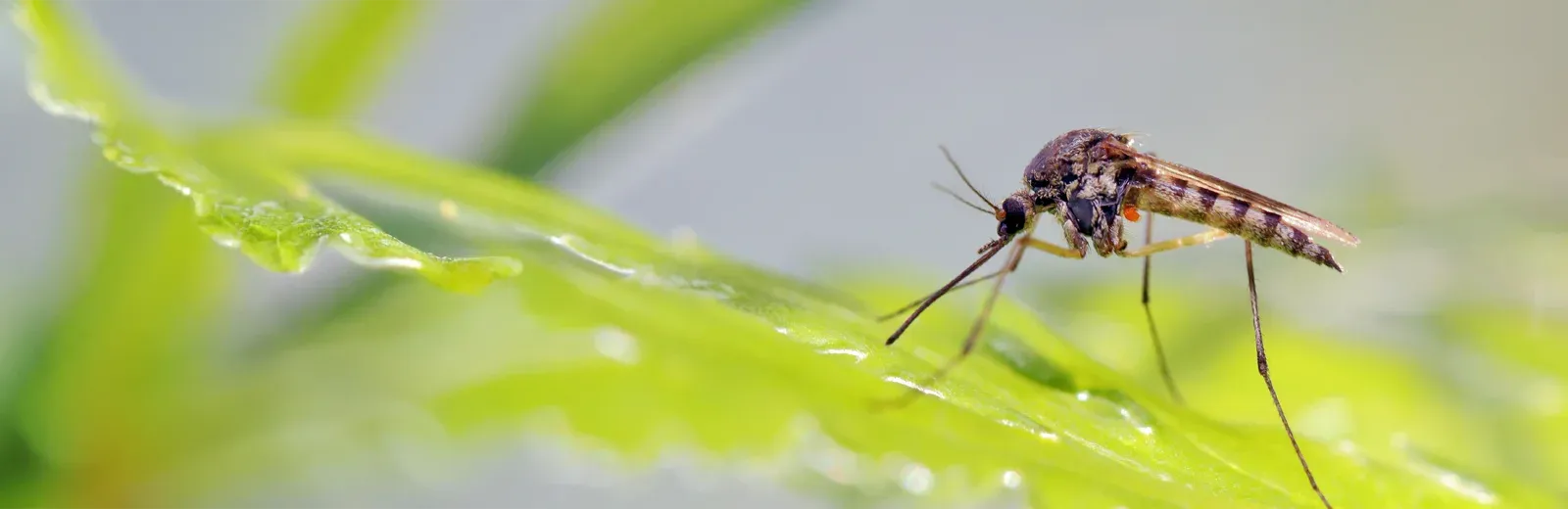 mosquito on grass