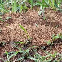 ants in grass