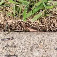 army worms
