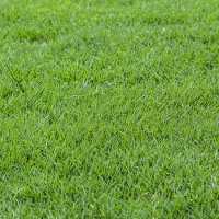 lawn