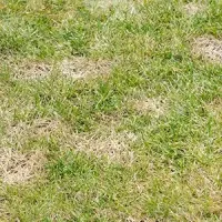 lawn disease