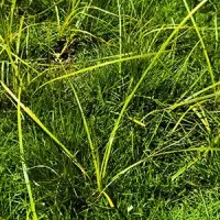 nutsedge