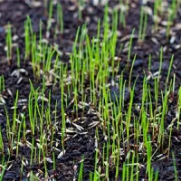 seeding