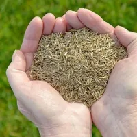 seeds
