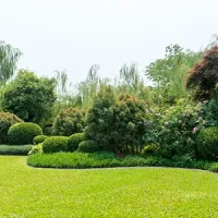 shrubs
