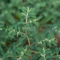 spurge