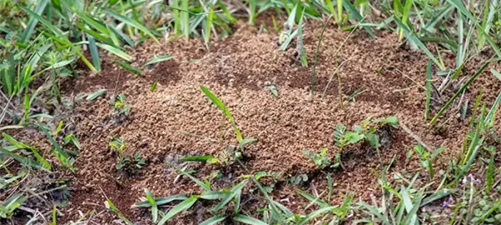 ants in grass