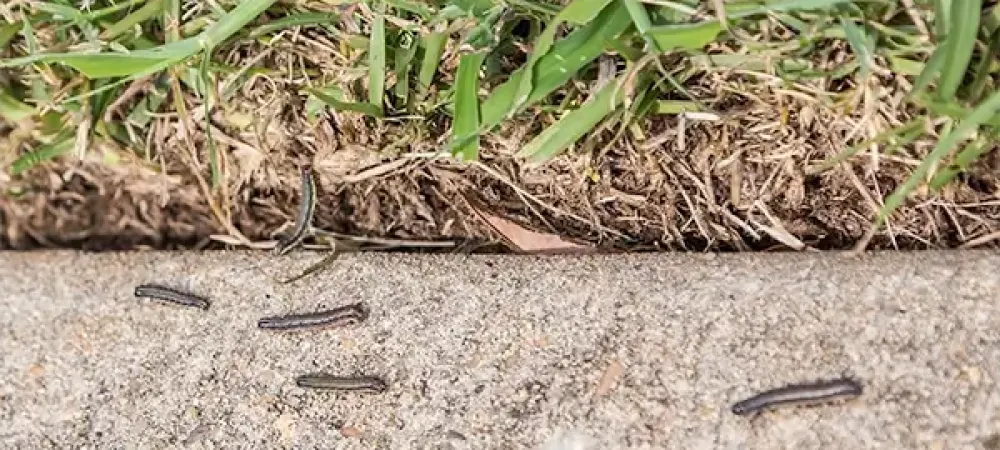 army worms
