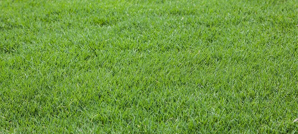 lawn