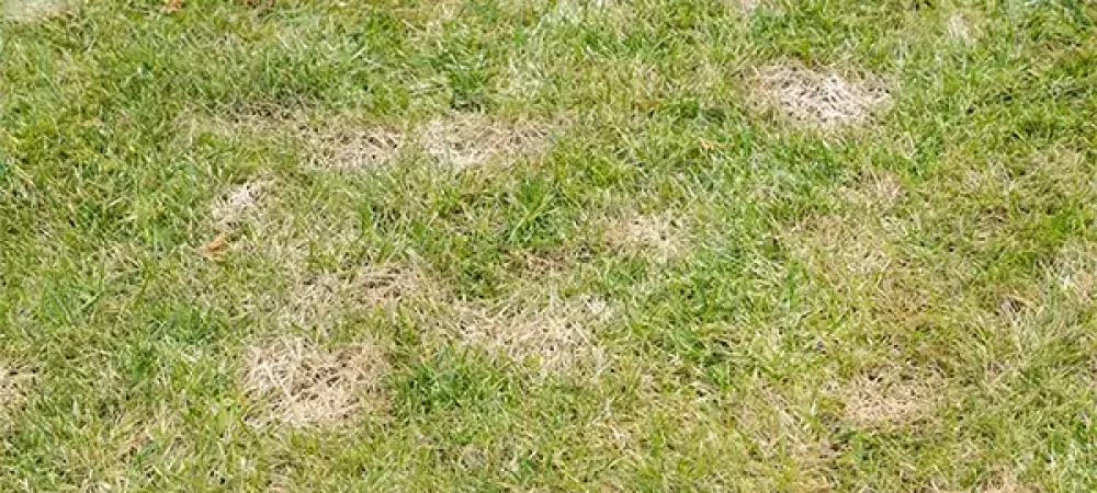 lawn disease
