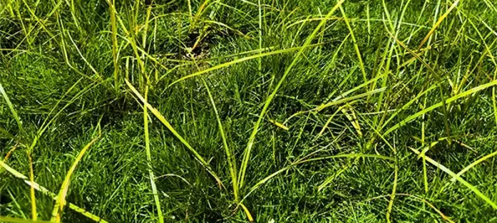 nutsedge