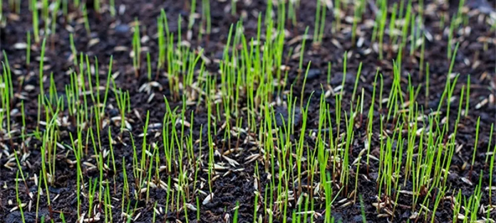 seeding