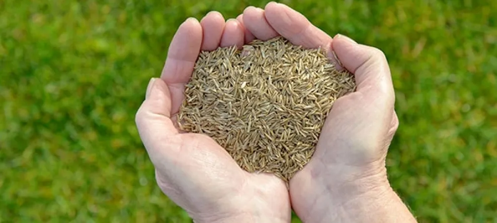 seeds
