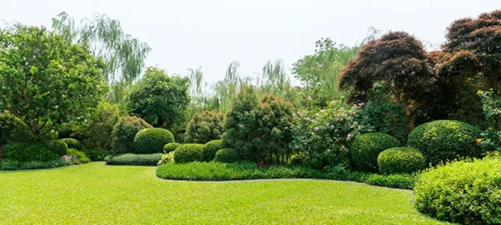 shrubs