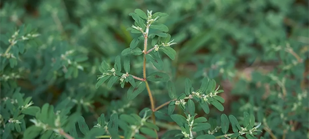 spurge