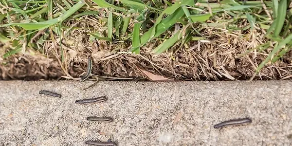 army worms