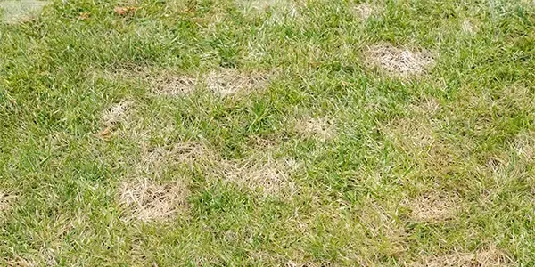 lawn disease