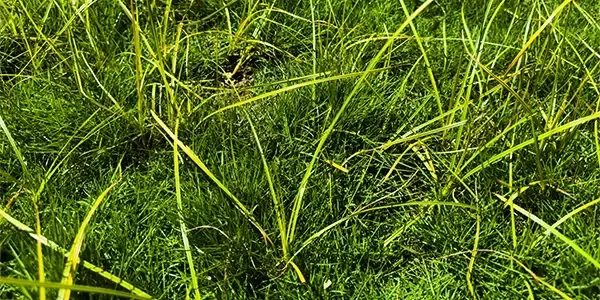 nutsedge