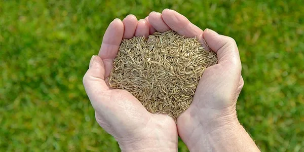 seeds