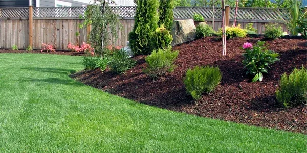 tree and shrubs