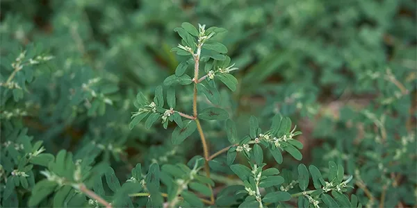 spurge